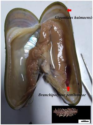 Effects of scale worm parasitism on interactions between the symbiotic gill microbiome and gene regulation in deep sea mussel hosts